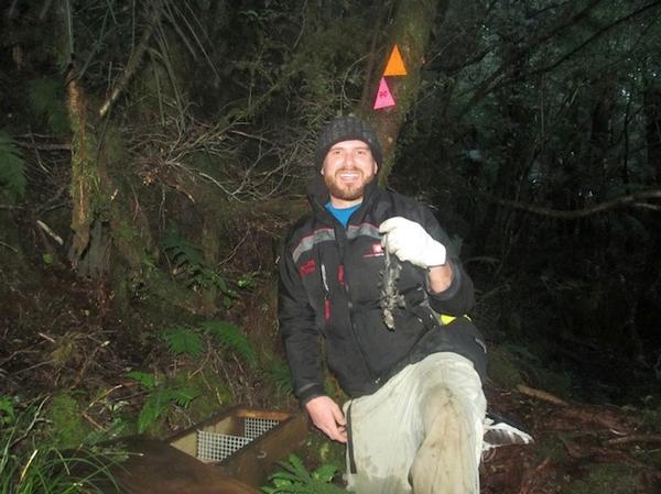 Paul Stephens assists DOC rangers in emptying traps.